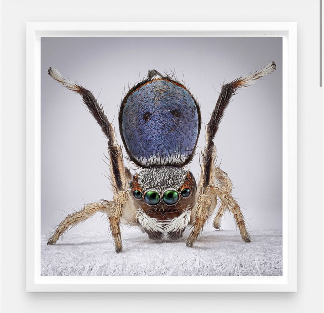 Maria Fernanda Cardoso. Arañas del Paraíso: Maratus Anomalus AP 1, 2024. Impresión pigmento sobre papel fotográfico. 152.4 × 152.4 cm.
