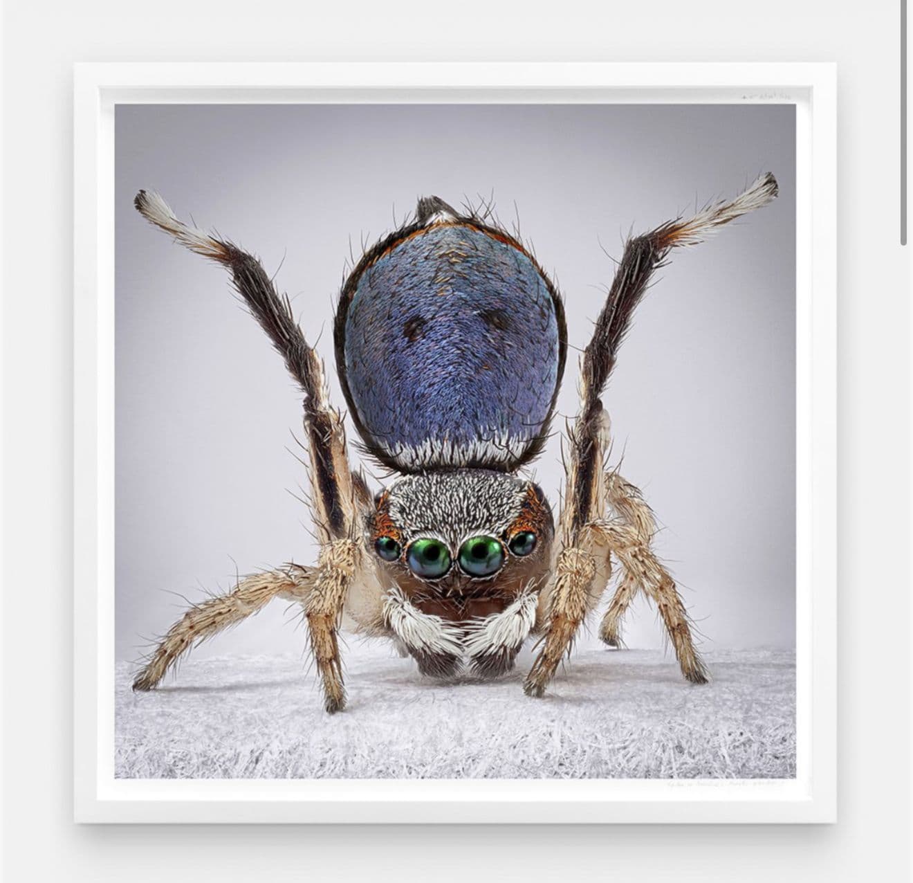 Arañas del Paraíso: Maratus Anomalus AP 1, a work by Maria Fernanda Cardoso
